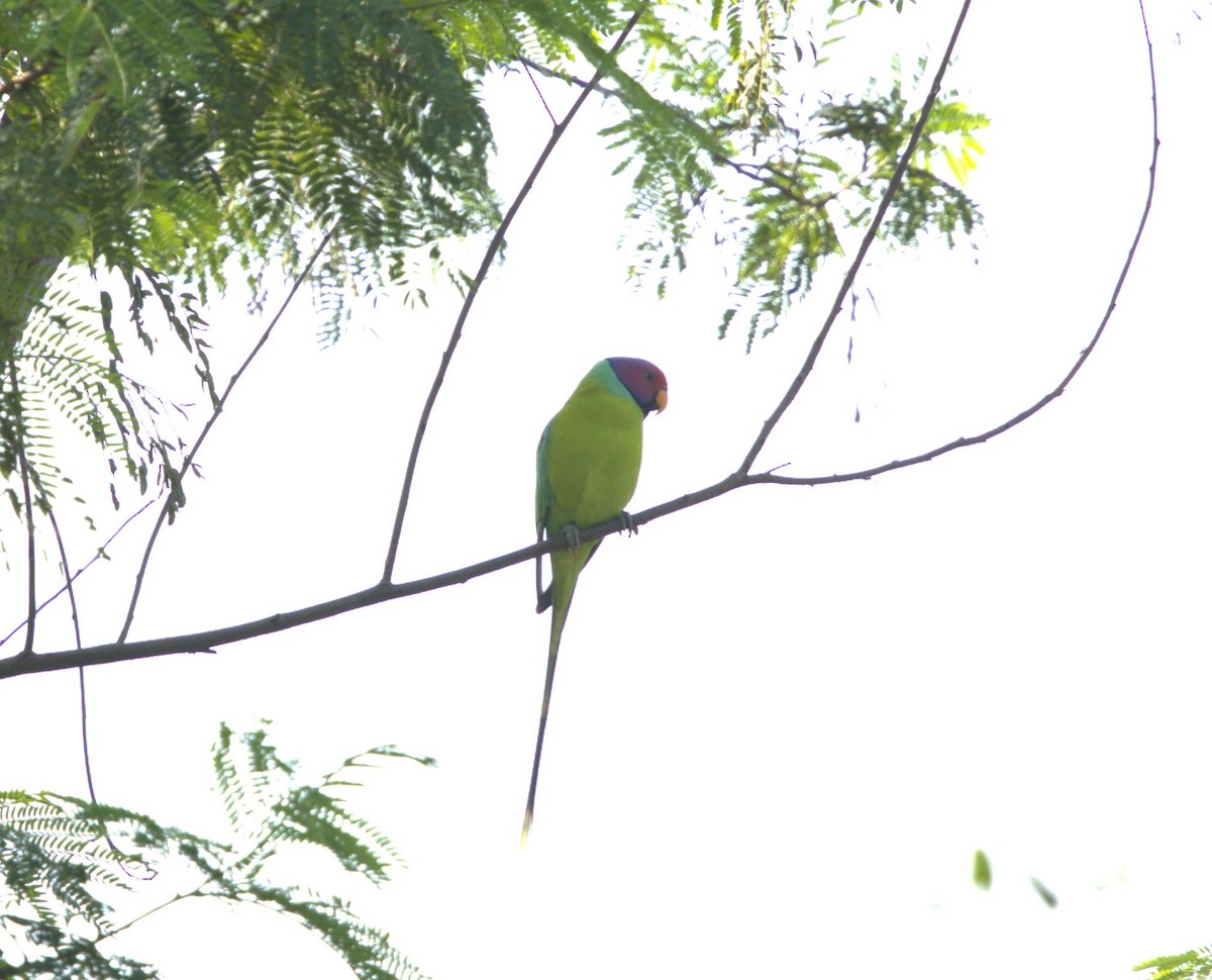 Plum-headed Parakeet - ML645042004