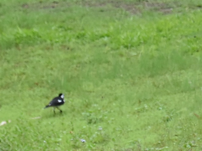 Magpie-lark - ML645042005
