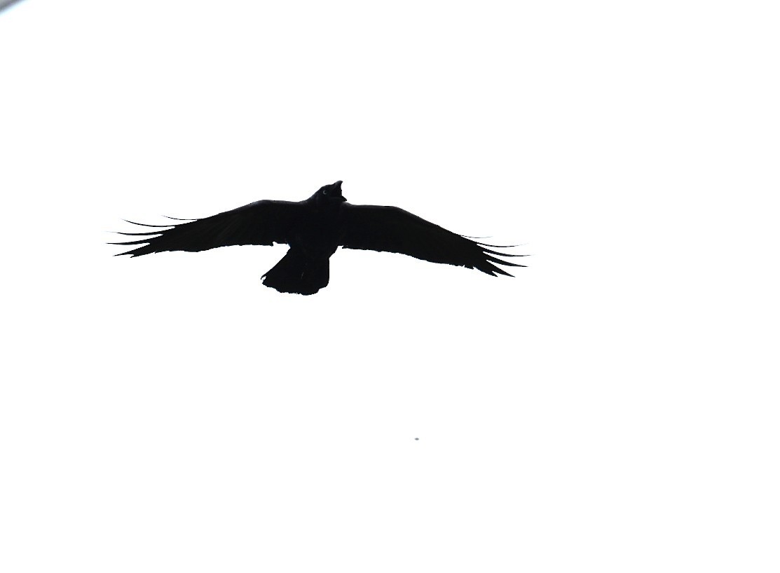 Torresian Crow - ML645042006