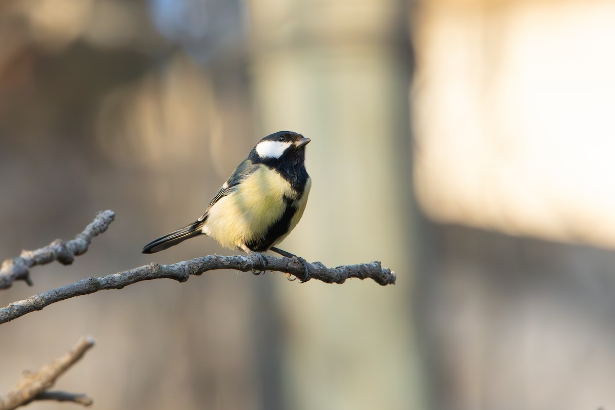 Great Tit - ML645042008