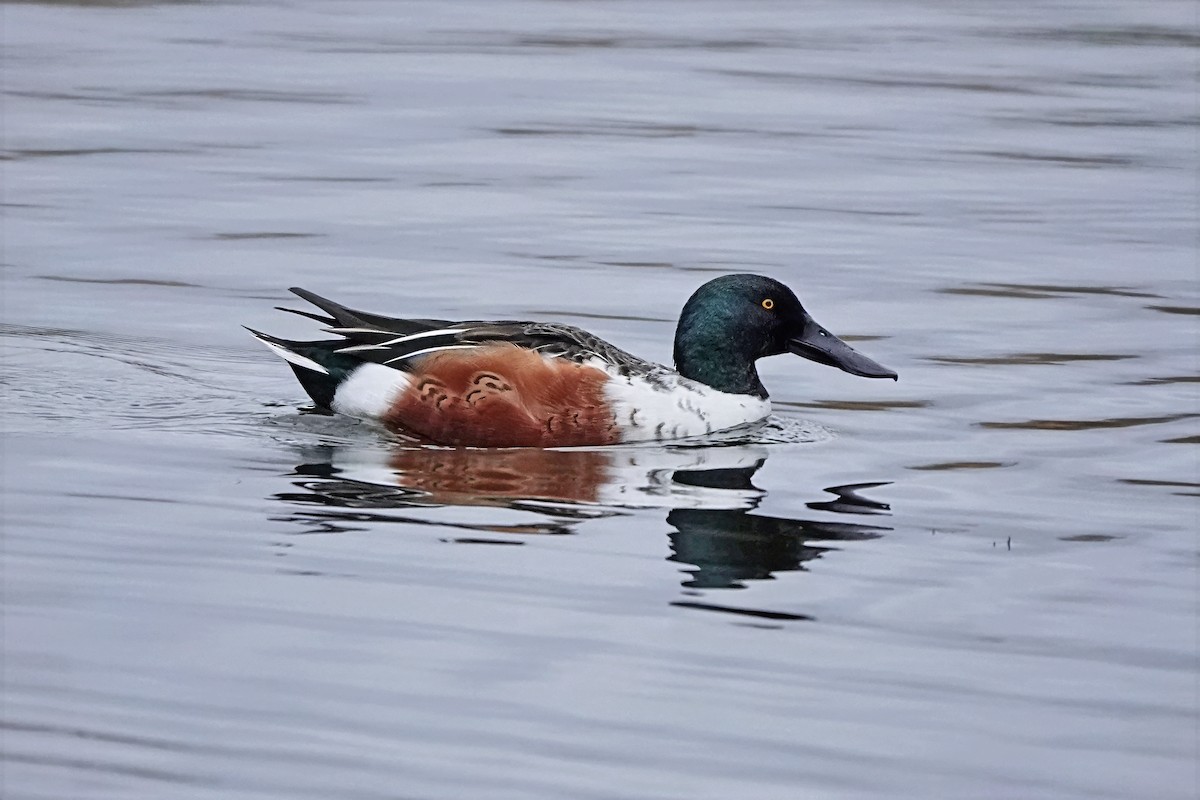 琵嘴鴨 - ML645042010