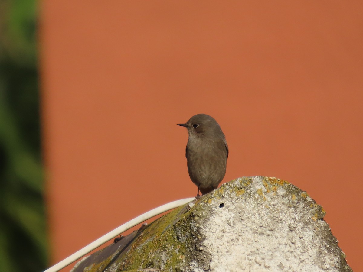 赭紅尾鴝 - ML645042011