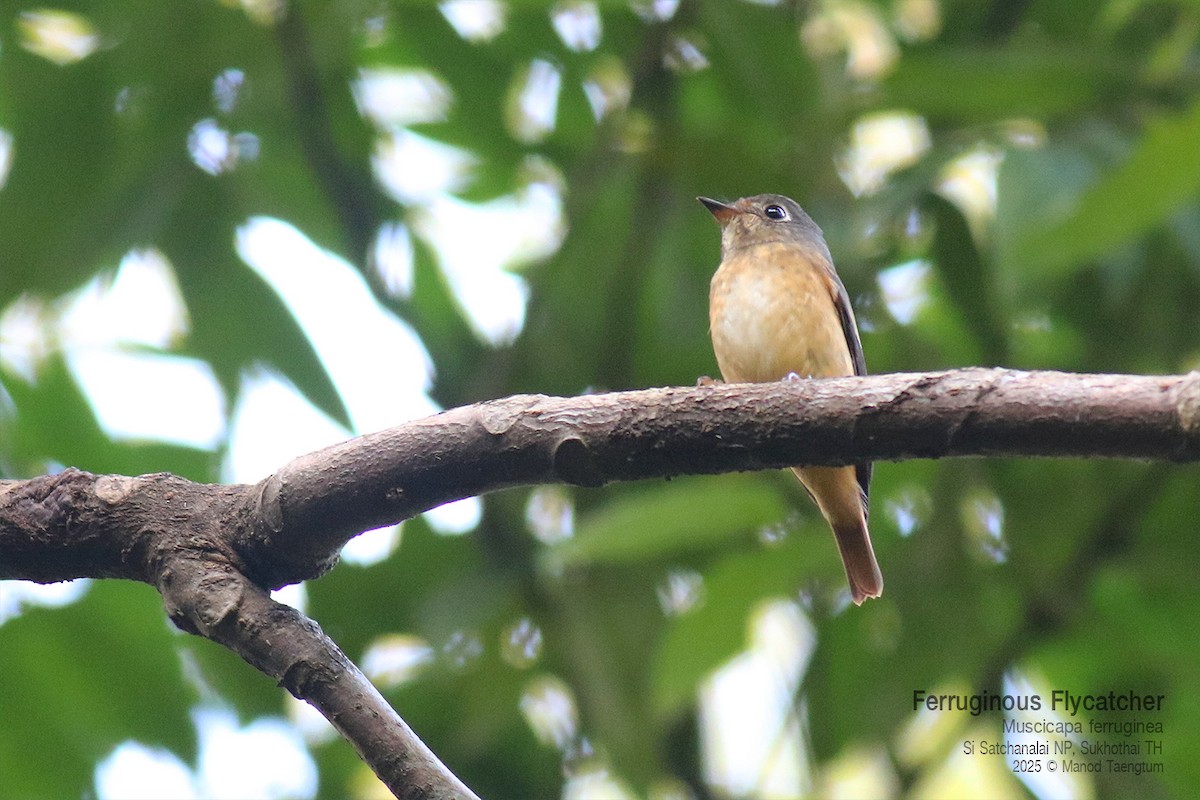 Gobemouche ferrugineux - ML645042024