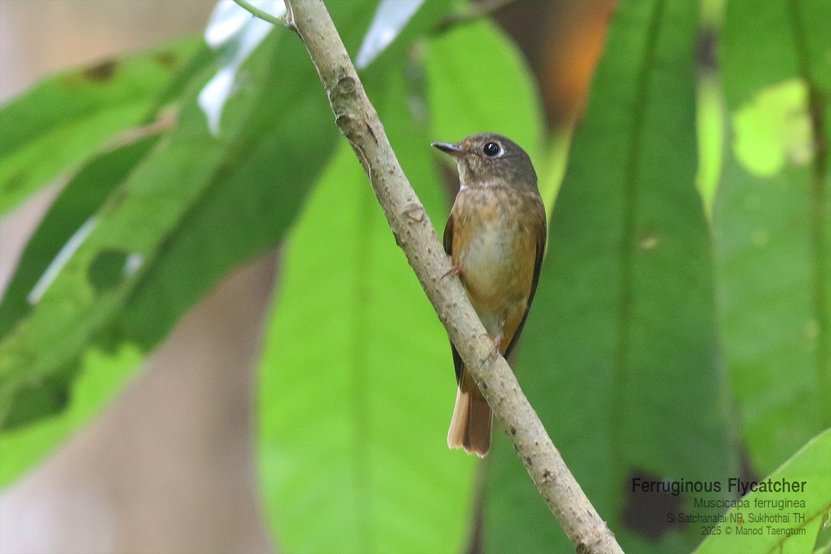 Gobemouche ferrugineux - ML645042025