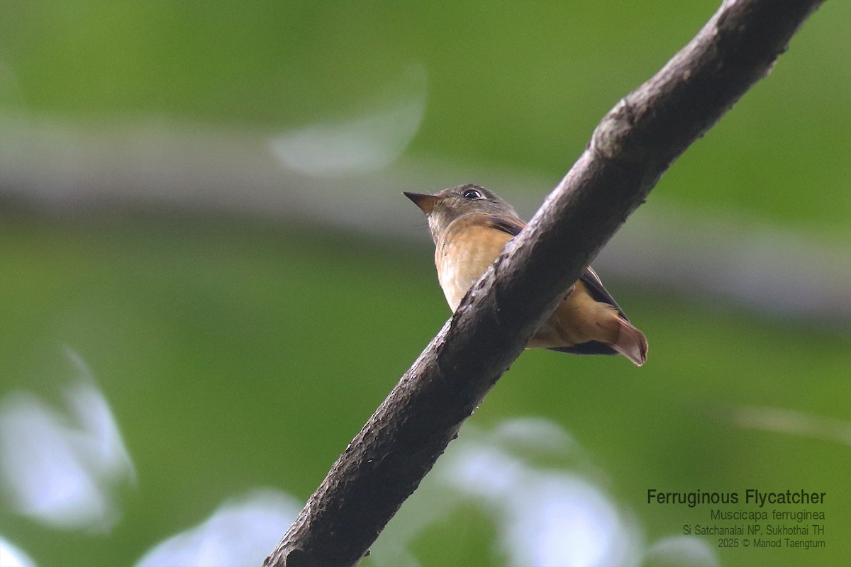 Gobemouche ferrugineux - ML645042027