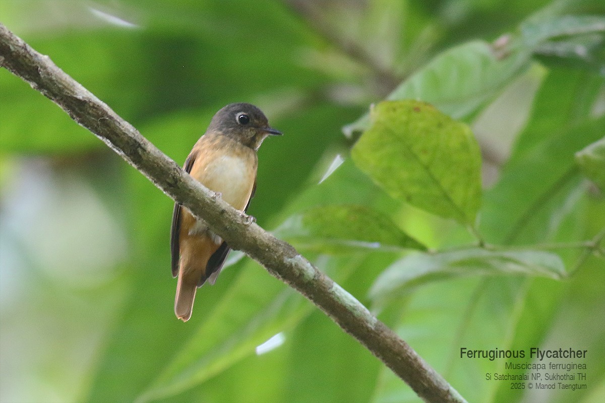 Gobemouche ferrugineux - ML645042028