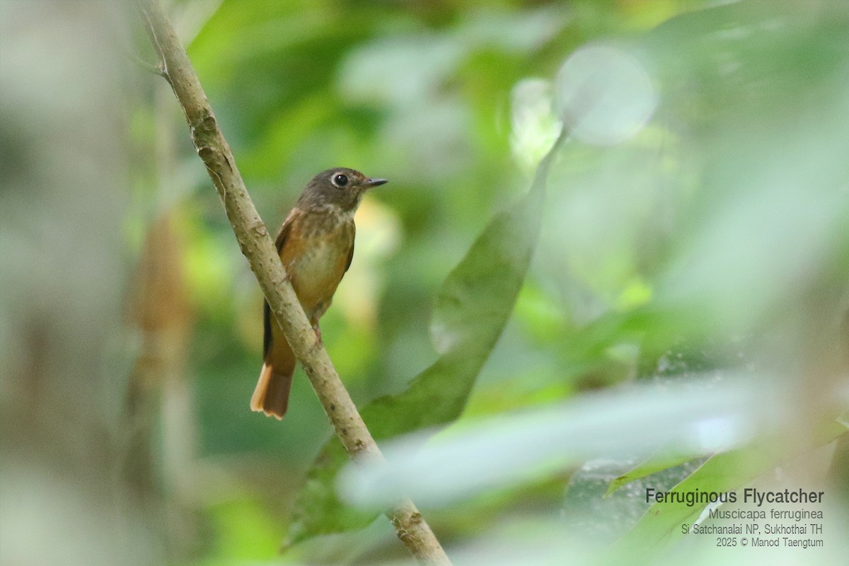 Gobemouche ferrugineux - ML645042029