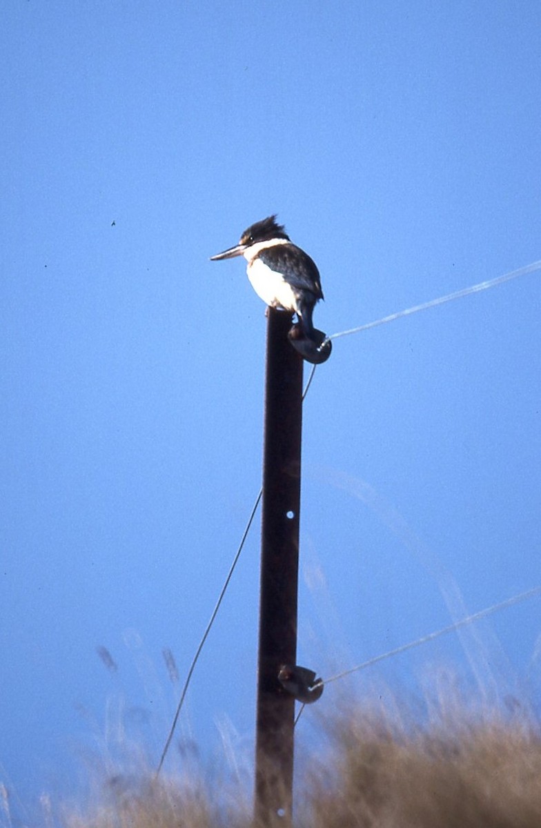 Sacred Kingfisher - ML645042031