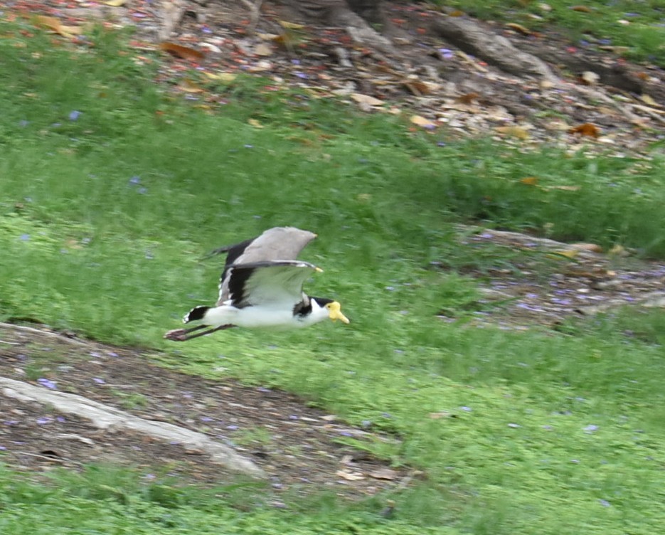 čejka australská - ML645042046