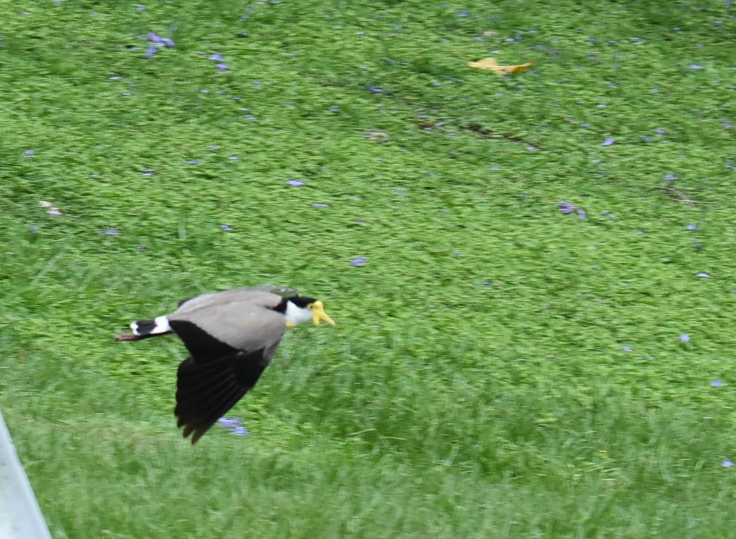 čejka australská - ML645042048