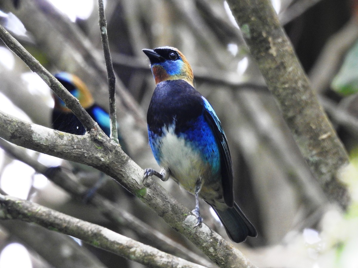 Золотистоголовая танагра - ML645042073