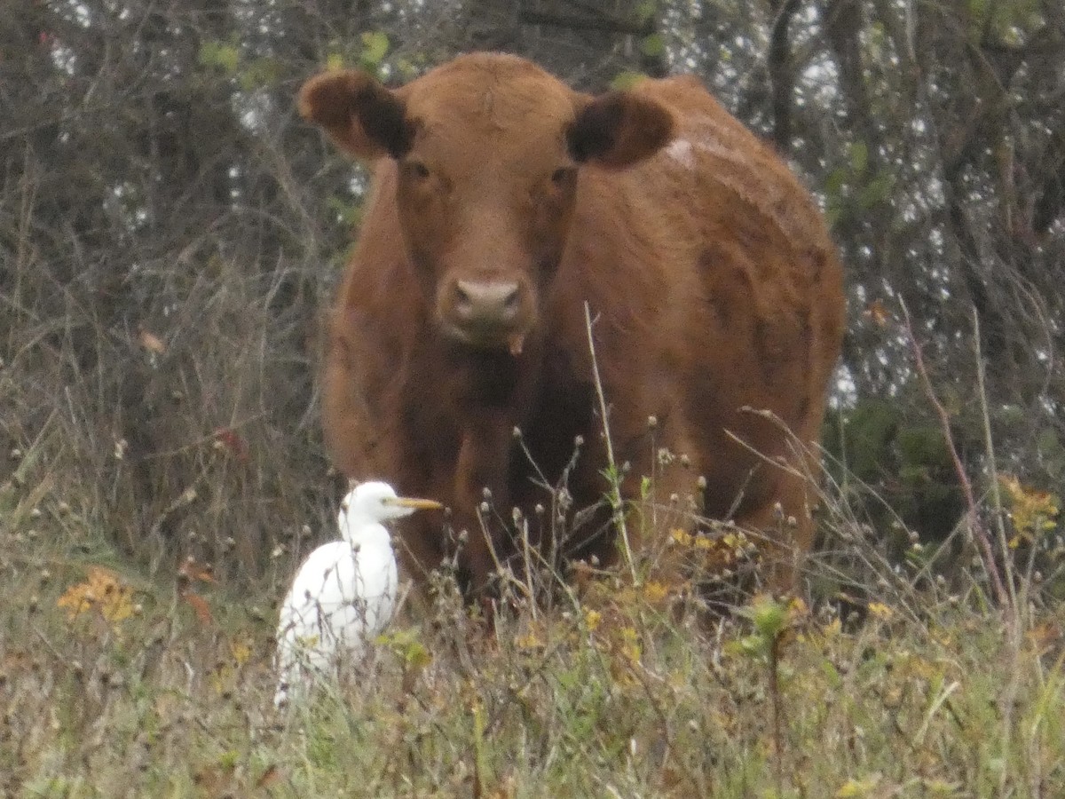 Western Cattle-Egret - ML645042105