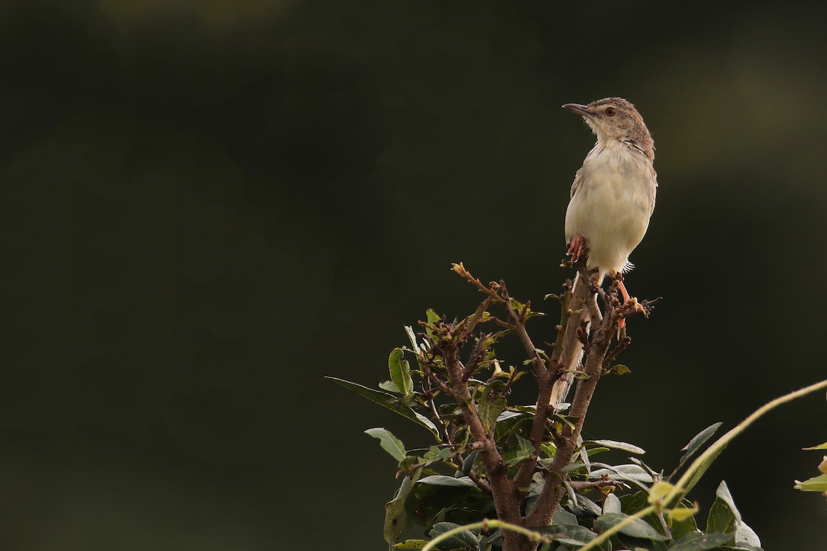 Brown Prinia - ML645042121