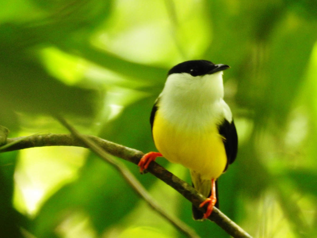 Манакін-короткокрил бразильський - ML645042122