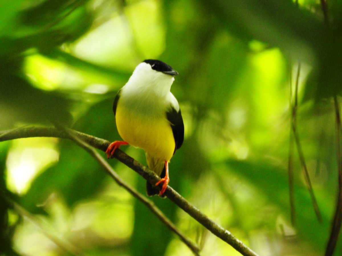 Манакін-короткокрил бразильський - ML645042123