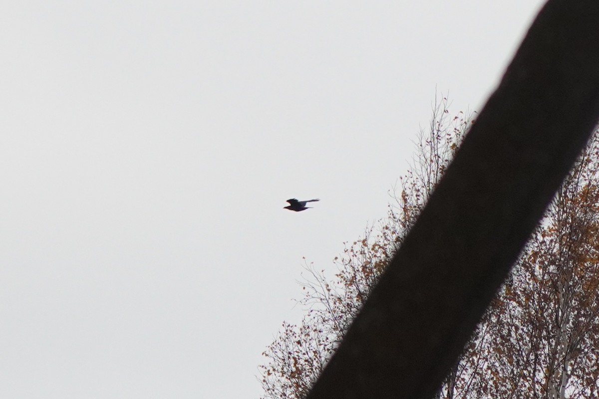 Cuervo Grande - ML645042130