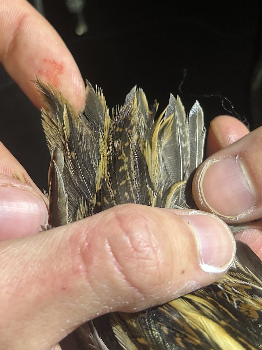 Jack Snipe - ML645042138