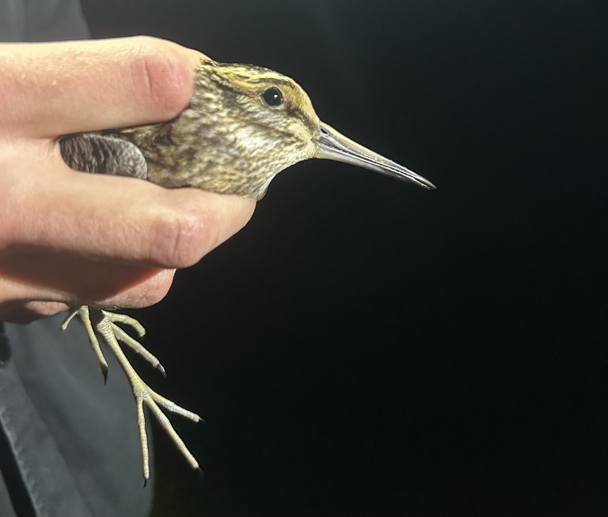 Jack Snipe - ML645042139