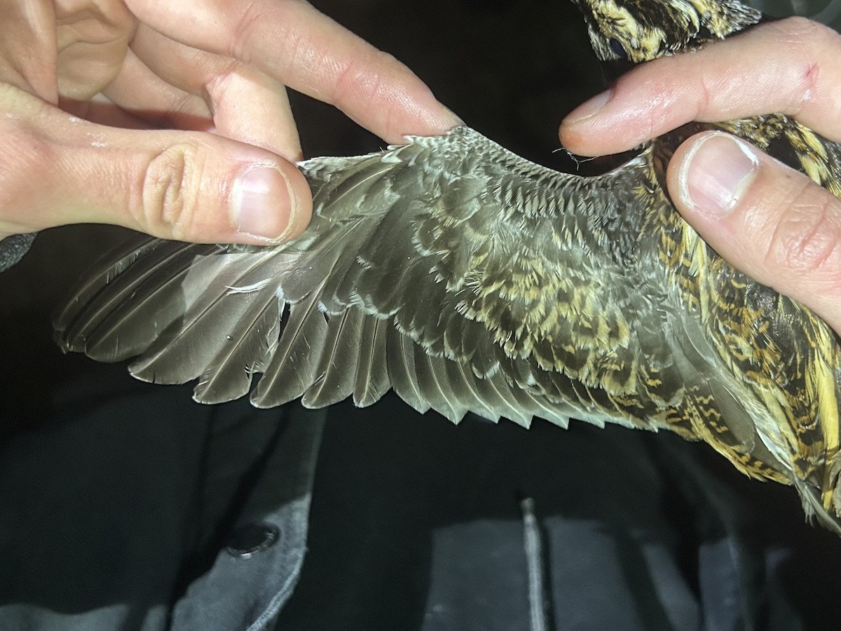 Jack Snipe - ML645042140