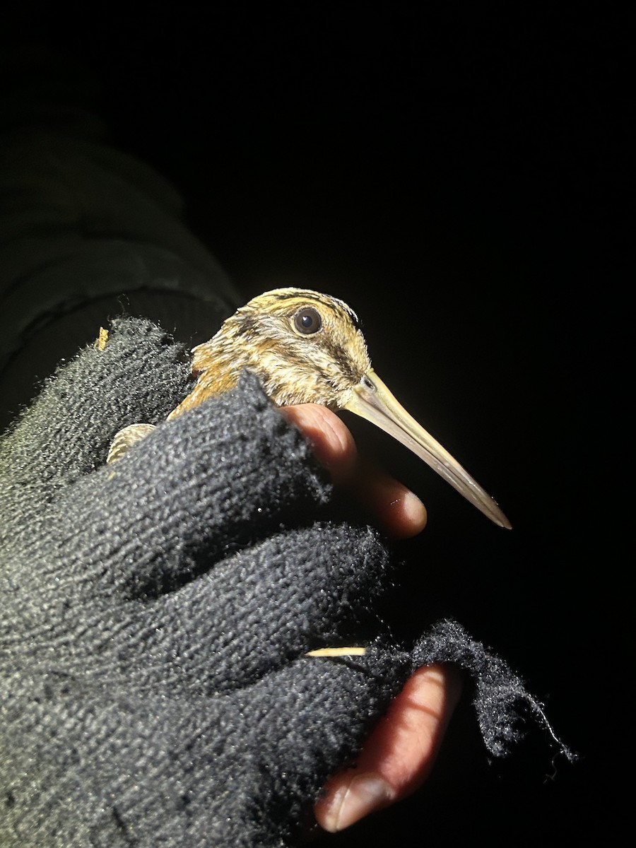 Jack Snipe - ML645042141