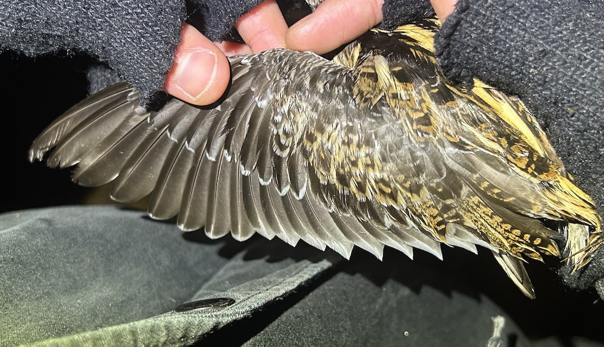 Jack Snipe - ML645042143