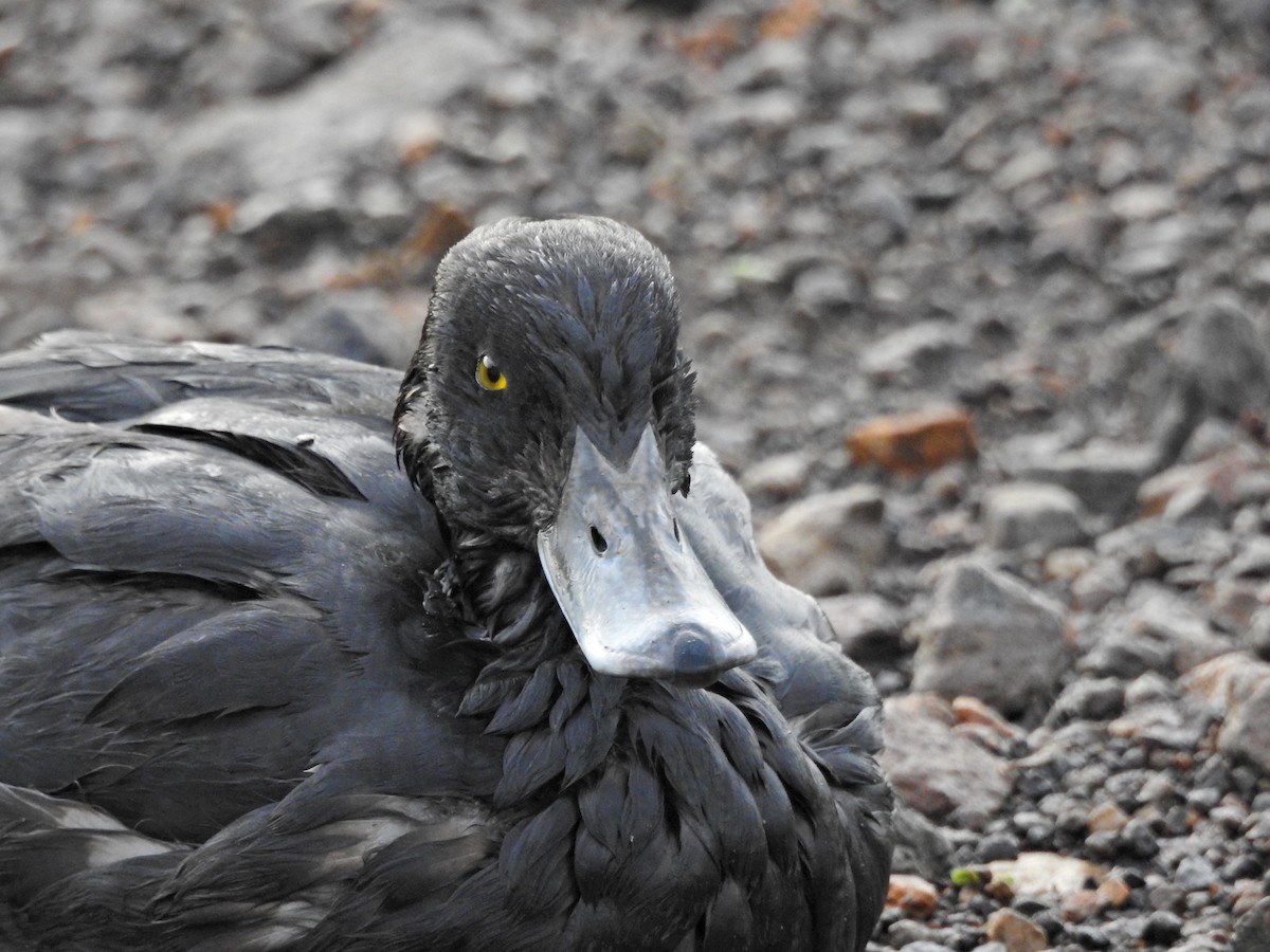 Tufted Duck - ML645042153