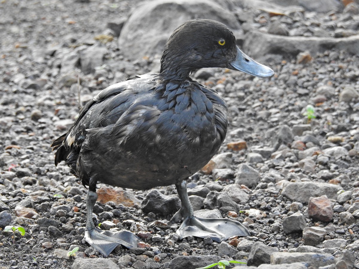 Tufted Duck - ML645042154