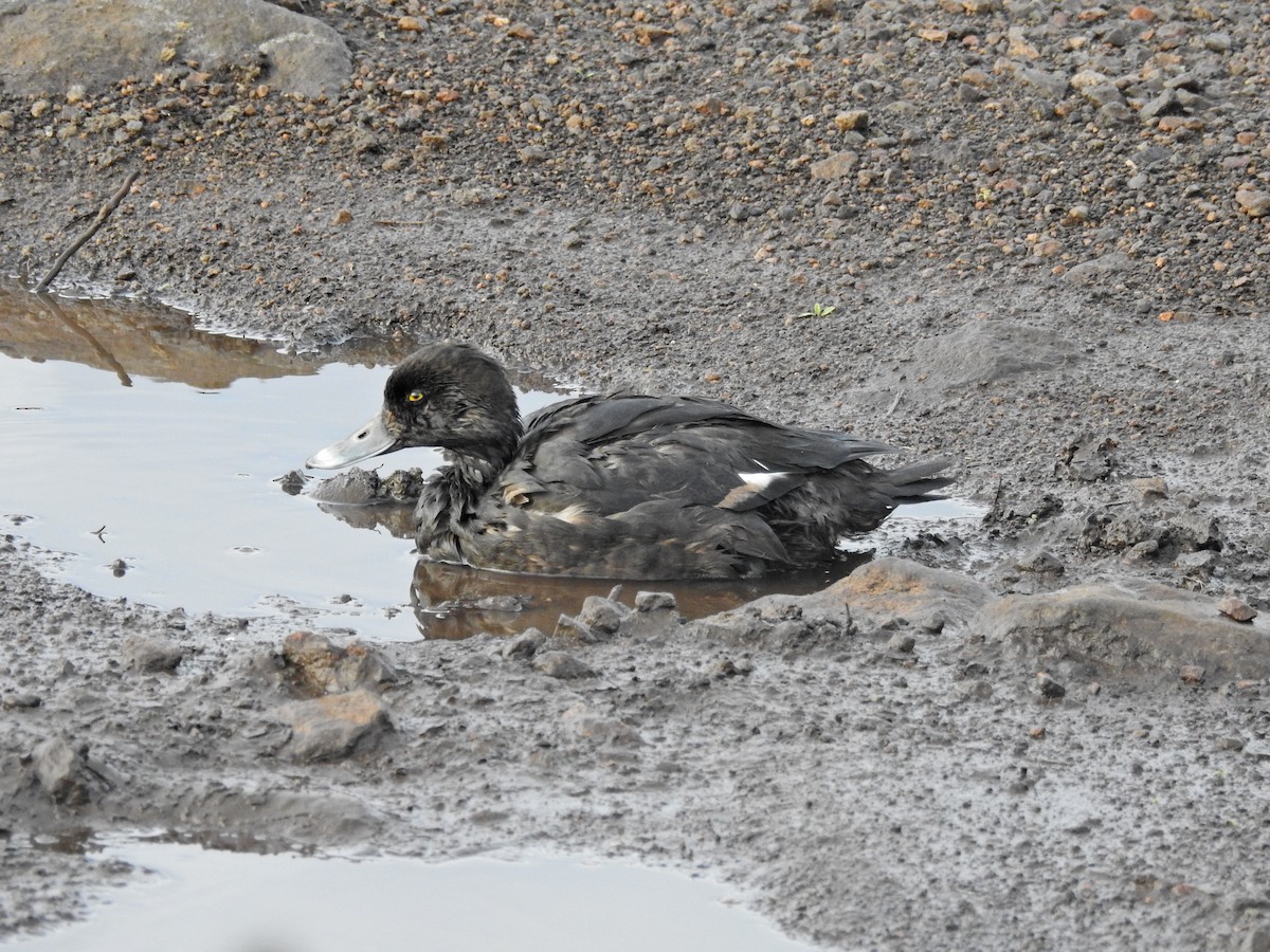 Tufted Duck - ML645042155