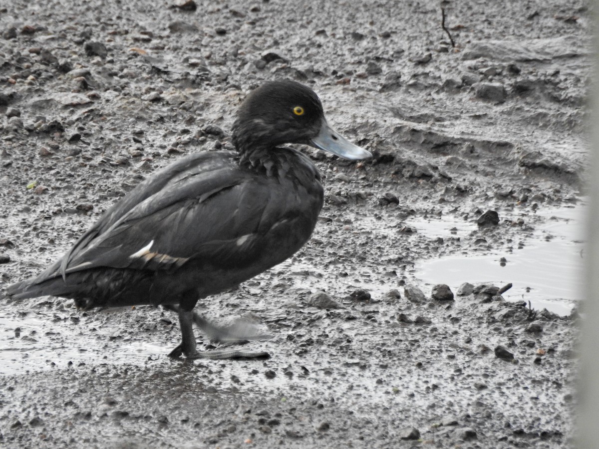 Tufted Duck - ML645042156