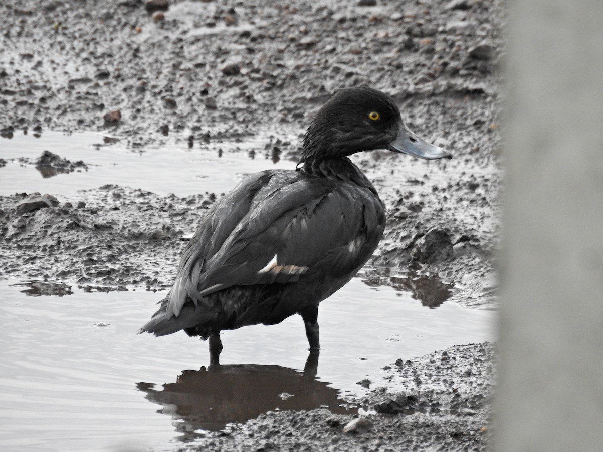 Tufted Duck - ML645042157
