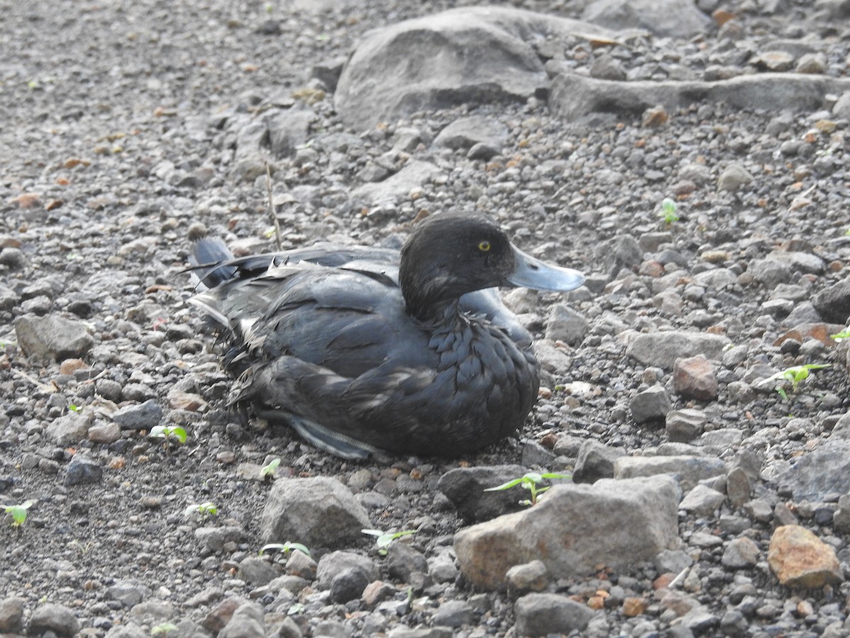Tufted Duck - ML645042158