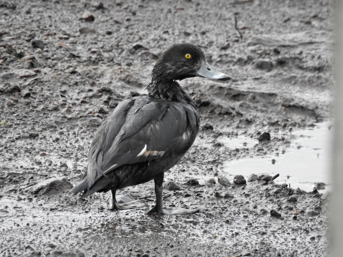 Tufted Duck - ML645042159