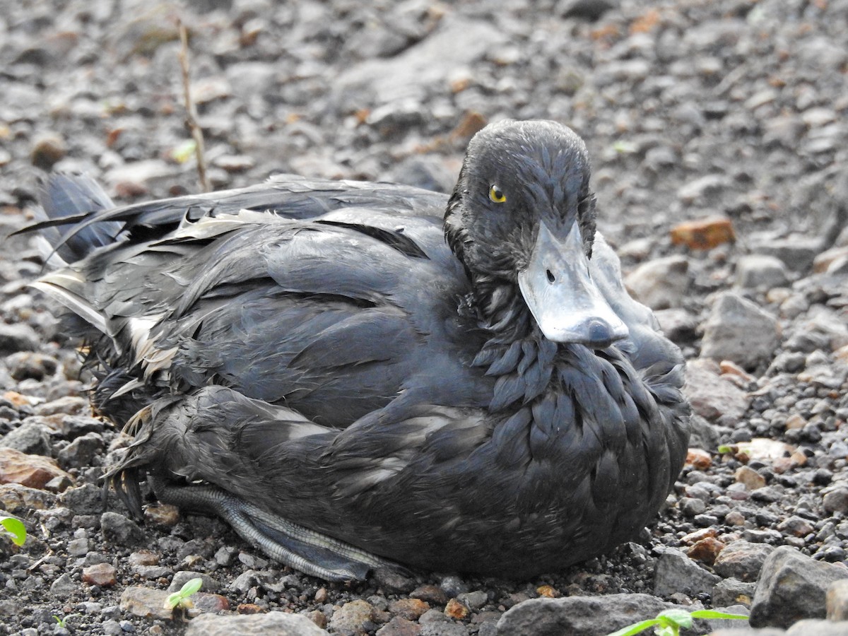 Tufted Duck - ML645042160