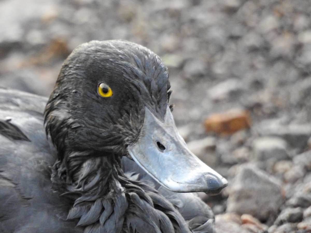 Tufted Duck - ML645042161