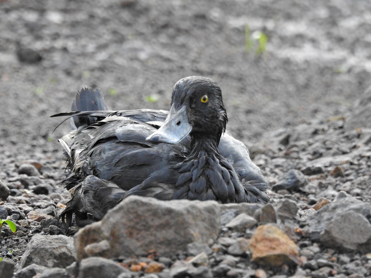 Tufted Duck - ML645042162