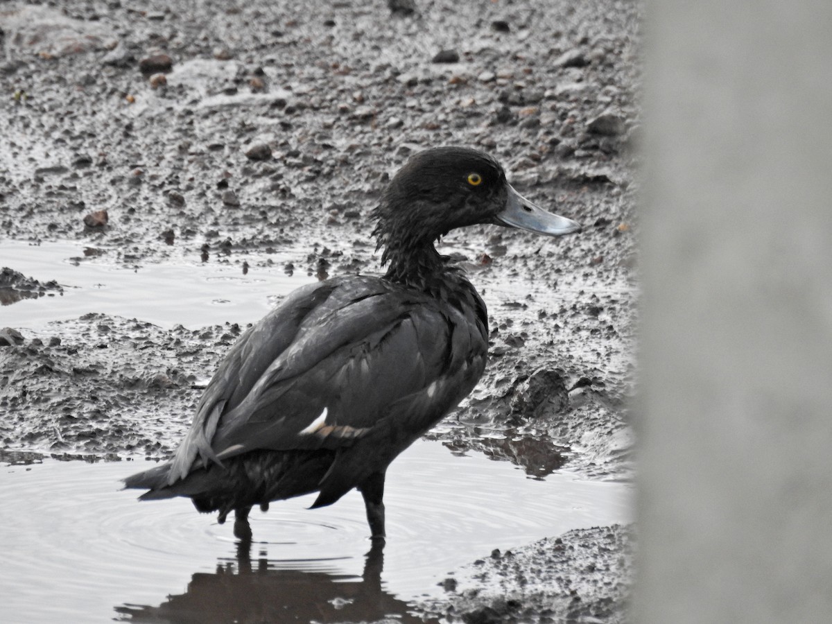 Tufted Duck - ML645042163