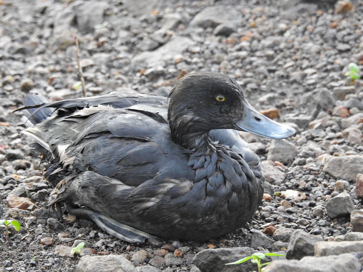 Tufted Duck - ML645042164