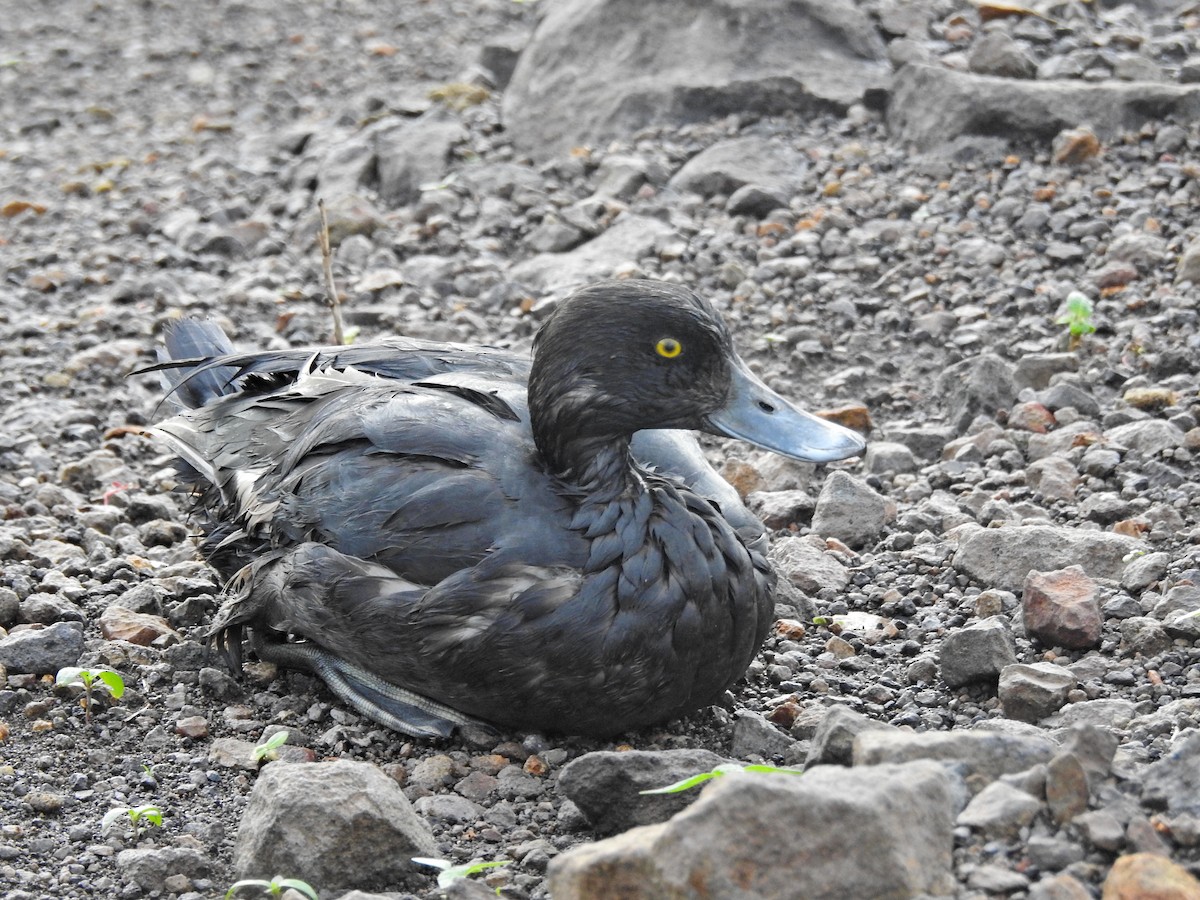 Tufted Duck - ML645042165