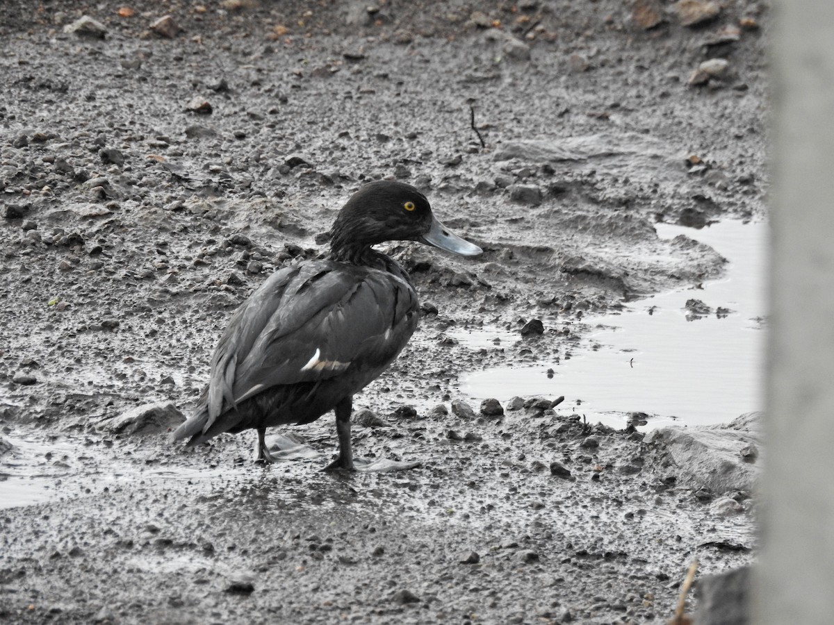 Tufted Duck - ML645042166