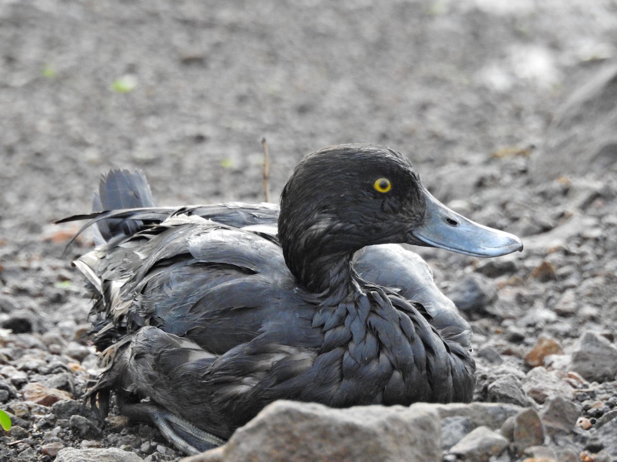 Tufted Duck - ML645042167