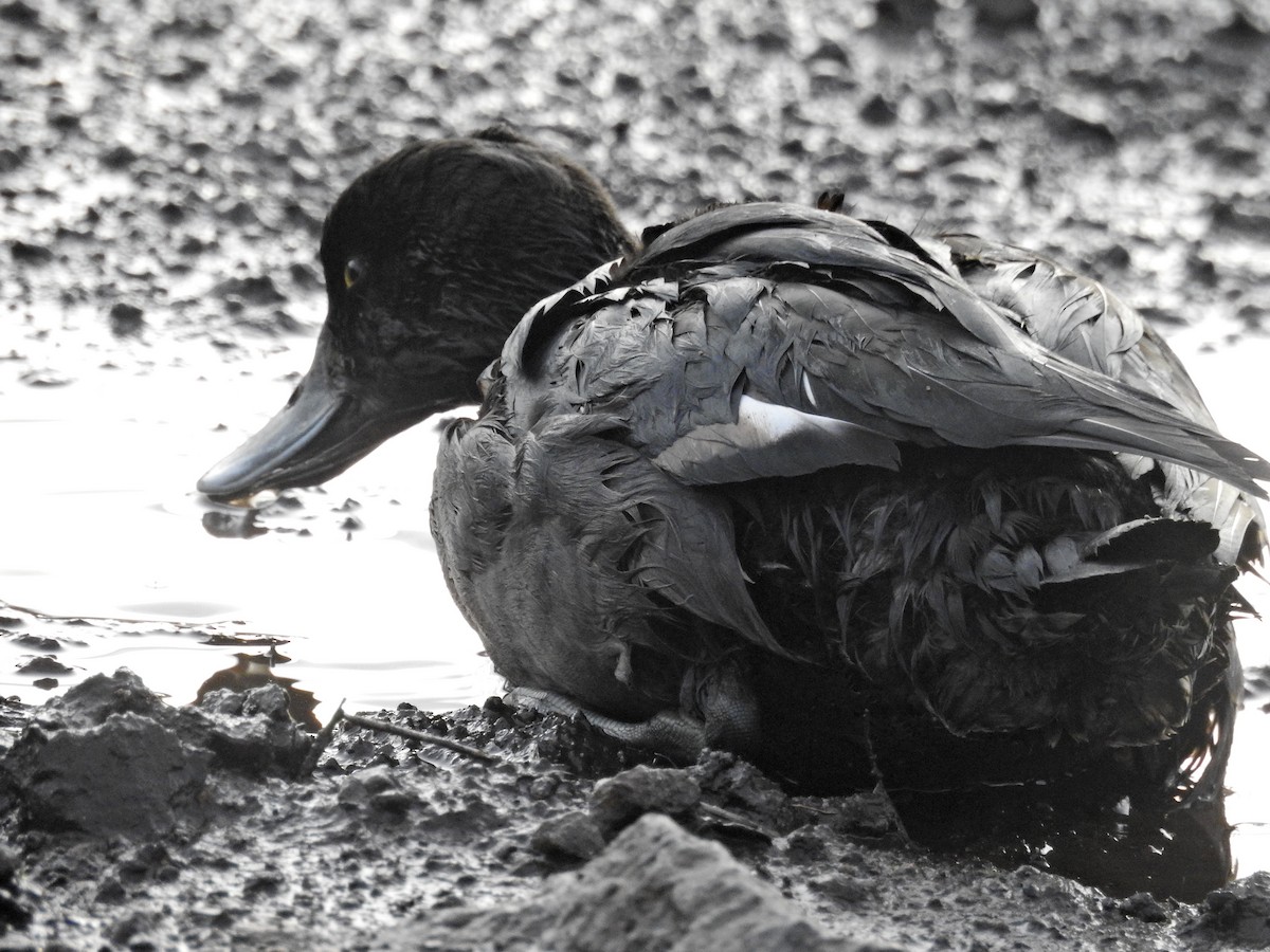 Tufted Duck - ML645042168
