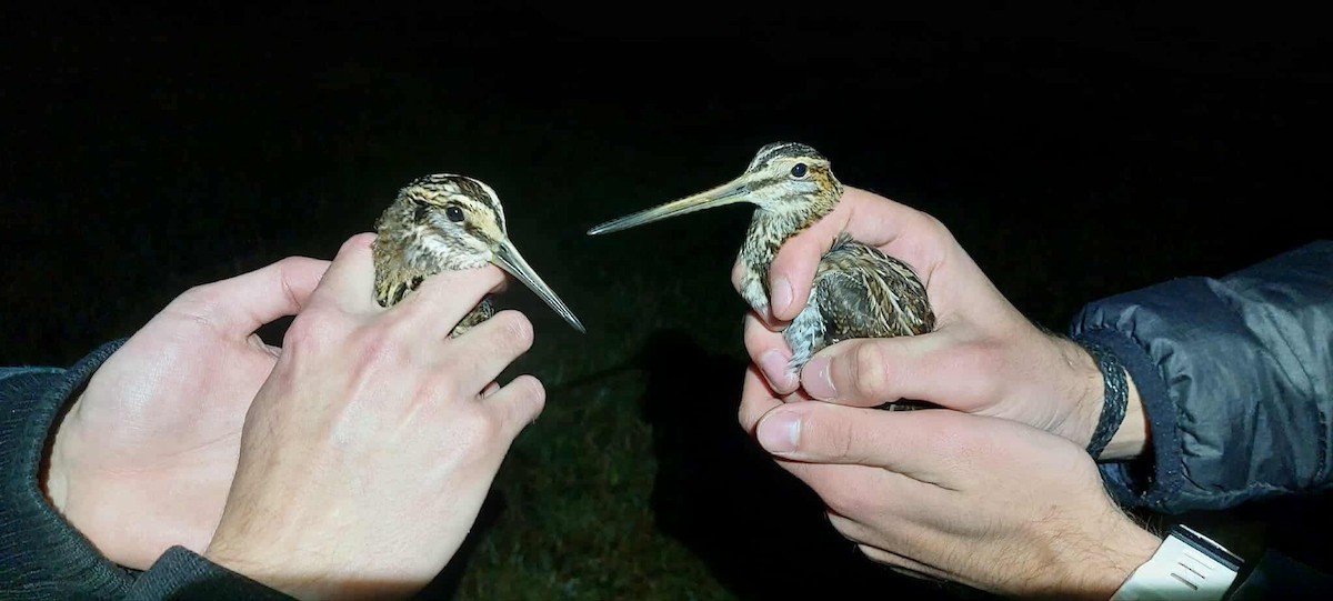 Common Snipe - ML645042169