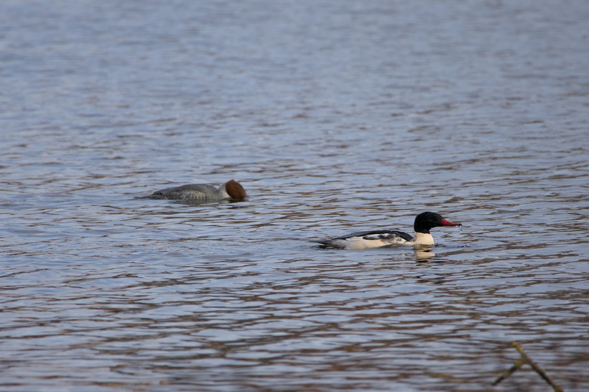 Common Merganser - ML645042170