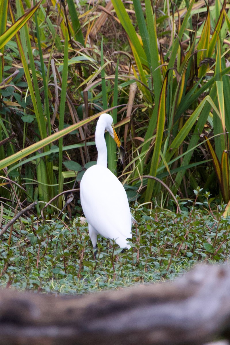 Great Egret - ML645042171