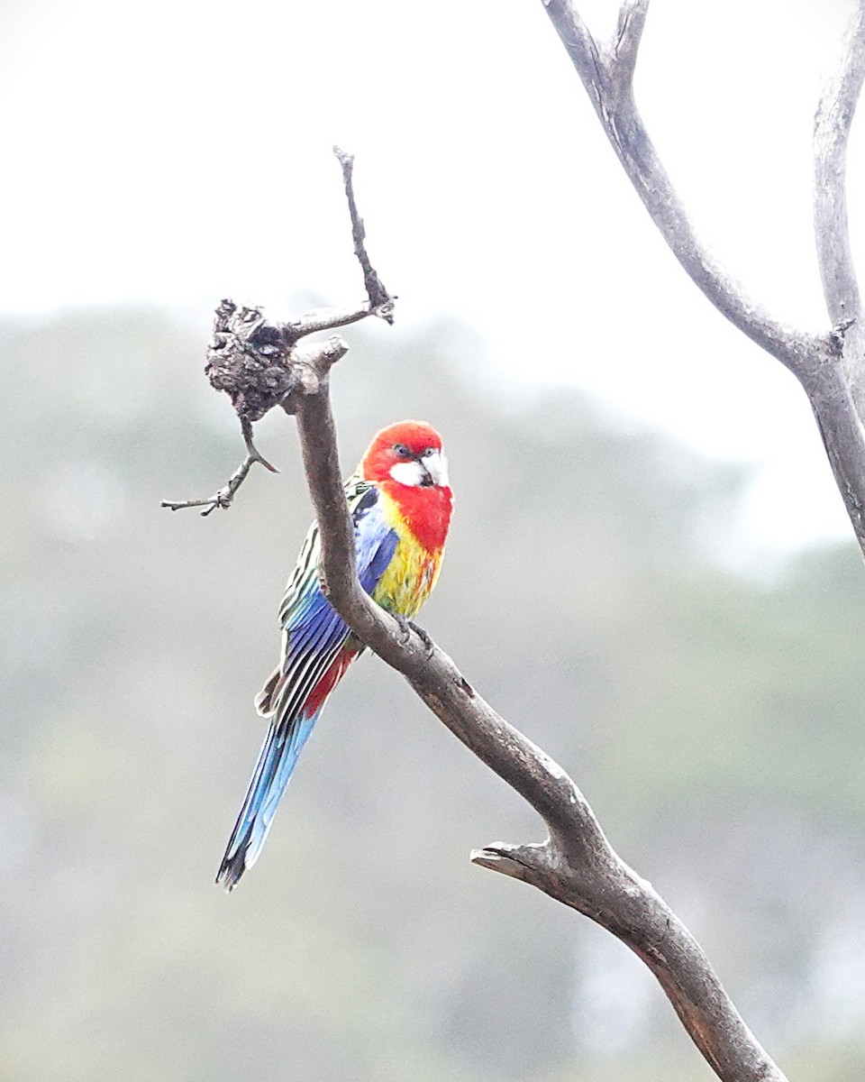 Eastern Rosella - ML645042172