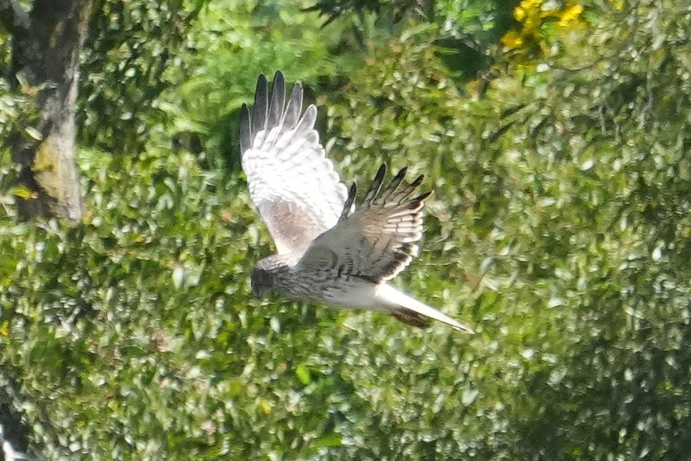 Swamp Harrier - ML645042173