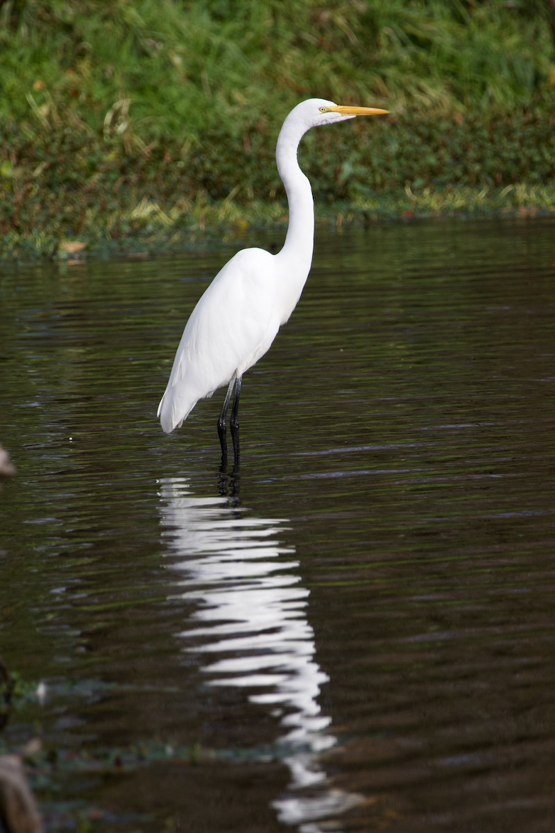Great Egret - ML645042174
