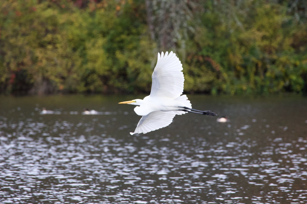Great Egret - ML645042175