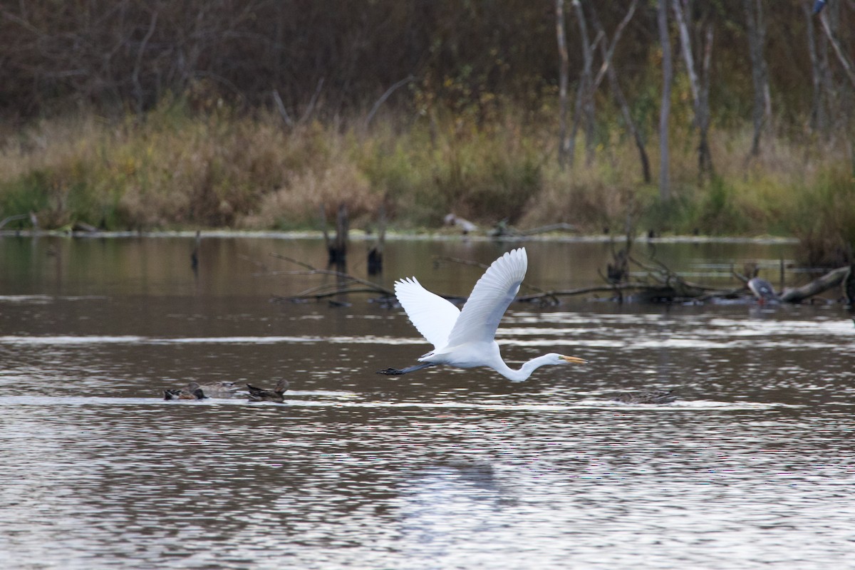 Great Egret - ML645042176