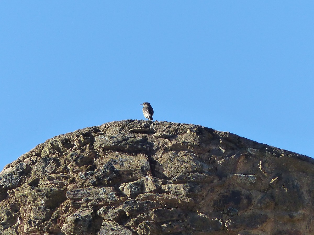 Drab Hemispingus - ML645042177